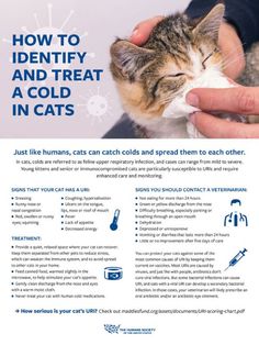 a person is petting a cat with the caption how to identify and treat a cold in cats