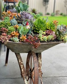 a wheelbarrow filled with lots of succulents