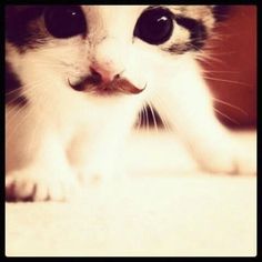 a black and white cat with a mustache on it's nose looking at the camera