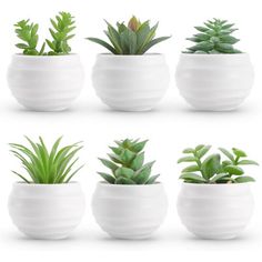 six white ceramic pots with plants in them