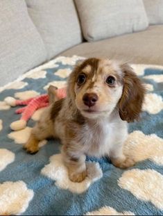 a small brown and white dog sitting on top of a blue blanket next to a couch