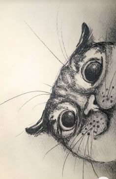 a pencil drawing of a cat's face