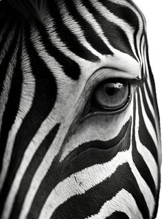 the eye of a zebra is seen in this black and white photo