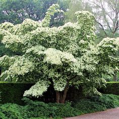 a large white tree sitting next to a lush green park