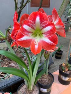 red and white flower in potted plants on table