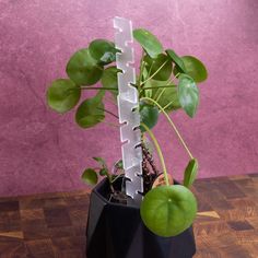 a potted plant with green leaves in it on a wooden table next to a pink wall