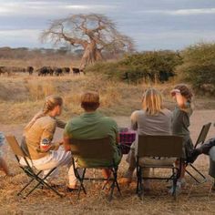 four people sitting in chairs watching elephants on the savannah with trees and bushes behind them