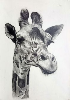 a pencil drawing of a giraffe's head