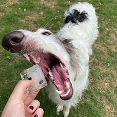 a white dog with its mouth open holding a glass in it's hand while standing on the grass