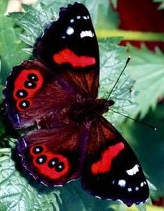 two red and black butterflies sitting on green leaves