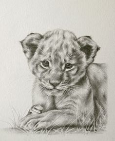 a pencil drawing of a baby lion cub