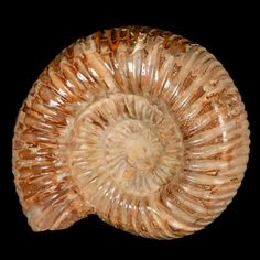 an ammonet shell is shown against a black background