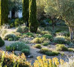 an outdoor garden with trees and shrubs