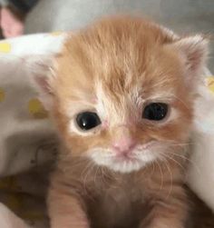 a small orange kitten sitting on top of a bed under a white blanket with yellow polka dots