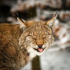 a close up of a cat with its mouth open and it's tongue out