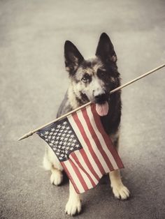 a dog holding an american flag in its mouth