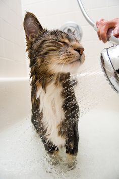 a cat is taking a bath in a tub with water coming from the faucet