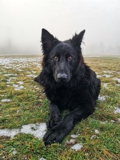 a large black dog laying on top of a grass covered field