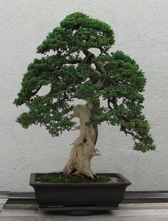 three different types of bonsai trees are shown in this image and the same tree is displayed