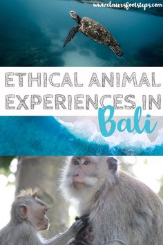 two monkeys and a turtle in the ocean with text that reads,'mythical animal experiences in bali '