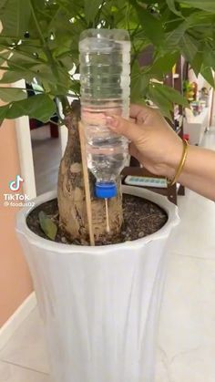 a person is holding a water bottle in a potted plant that looks like a tree