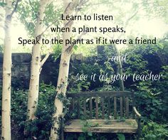 a wooden bench sitting in the middle of a forest filled with trees and plants next to a quote written on it