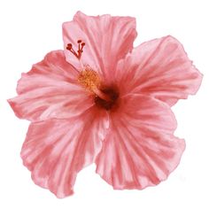 a pink flower on a white background with no image in the top right hand corner