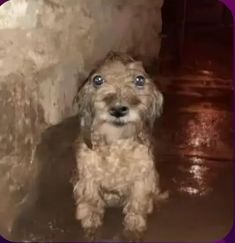 a small brown dog standing in front of a stone wall and looking up at the camera