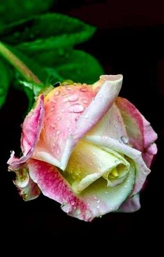 a pink and white rose with water droplets on it