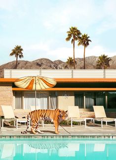 a large tiger walking across a swimming pool next to lounge chairs and an umbrella in front of a hotel