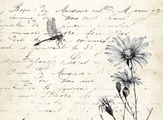 an old handwritten letter with flowers and birds flying around the letters are black ink on parchment paper