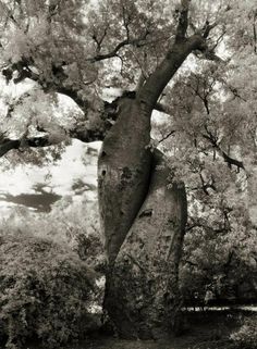 black and white photograph of an old tree