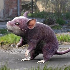 a purple rat sitting on top of a cement ground next to green grass and brick buildings