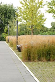 there is a motorcycle parked on the side of the road next to some tall grass