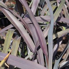 some very pretty purple plants in the grass