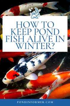 Article about keeping pond fish alive during winter, covering essential methods for maintaining a healthy pond environment.

Winter pond fish care, Pond fish survival tips, Winter pond maintenance, Pond heating methods Pond Cleaning, Goldfish Pond, Pond Maintenance, Pond Fish, Fish Care, Healthy Garden, Garden Pond, Koi Pond, Water Quality