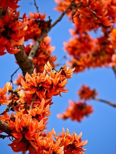 bright orange flowers blooming on the branches of a tree in front of a blue sky