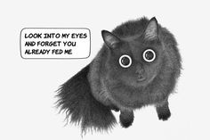 a black and white drawing of a cat with an eyeball saying look into my eyes and forget you already feel me