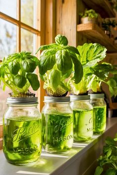 four mason jars with plants in them sitting on a window sill