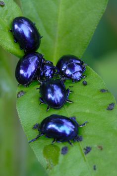 four black bugs sitting on top of a green leaf