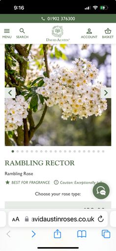 an image of a tree with white flowers in the foreground and text reading rambling rotor