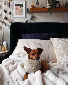 a small brown dog laying on top of a white bed covered in blankets and pillows