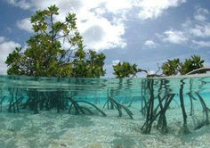 an underwater view of mangroves in the ocean with blue sky and clouds above them