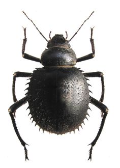 a close up of a black beetle on a white background with no one around it