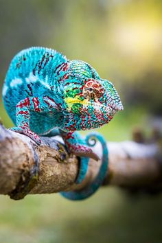 a colorful chamelon sitting on top of a tree branch