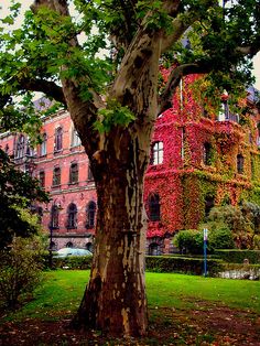 an old tree in front of a large building