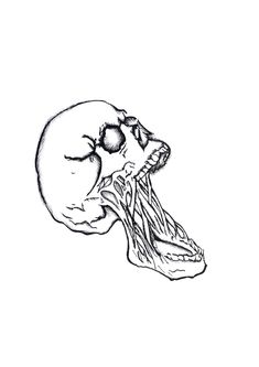 a black and white drawing of a human skull with the lower jaw exposed, viewed from above