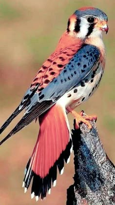 a colorful bird perched on top of a tree branch