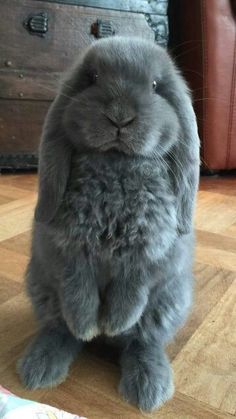 a large gray rabbit sitting on top of a wooden floor