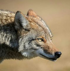 a close up view of a wolf's face